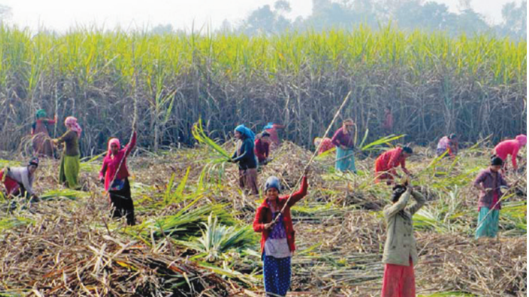 उखुको न्यूनतम समर्थन मूल्य निर्धारण गर्न सर्वेक्षण सुरु