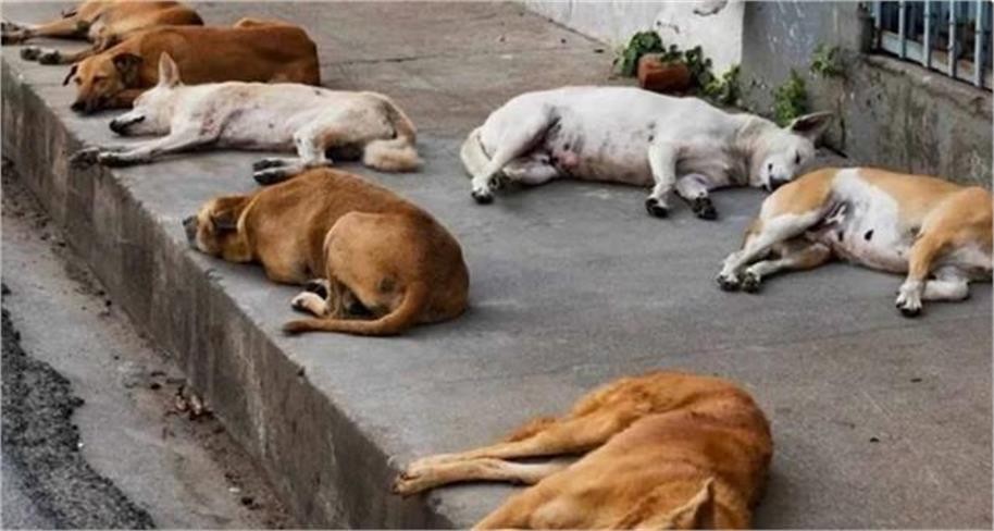 'कुकुरमुक्त गाउँ' बनाउने चुनावी वाचा पूरा गर्न ५०० कुकुरको सामूहिक हत्या