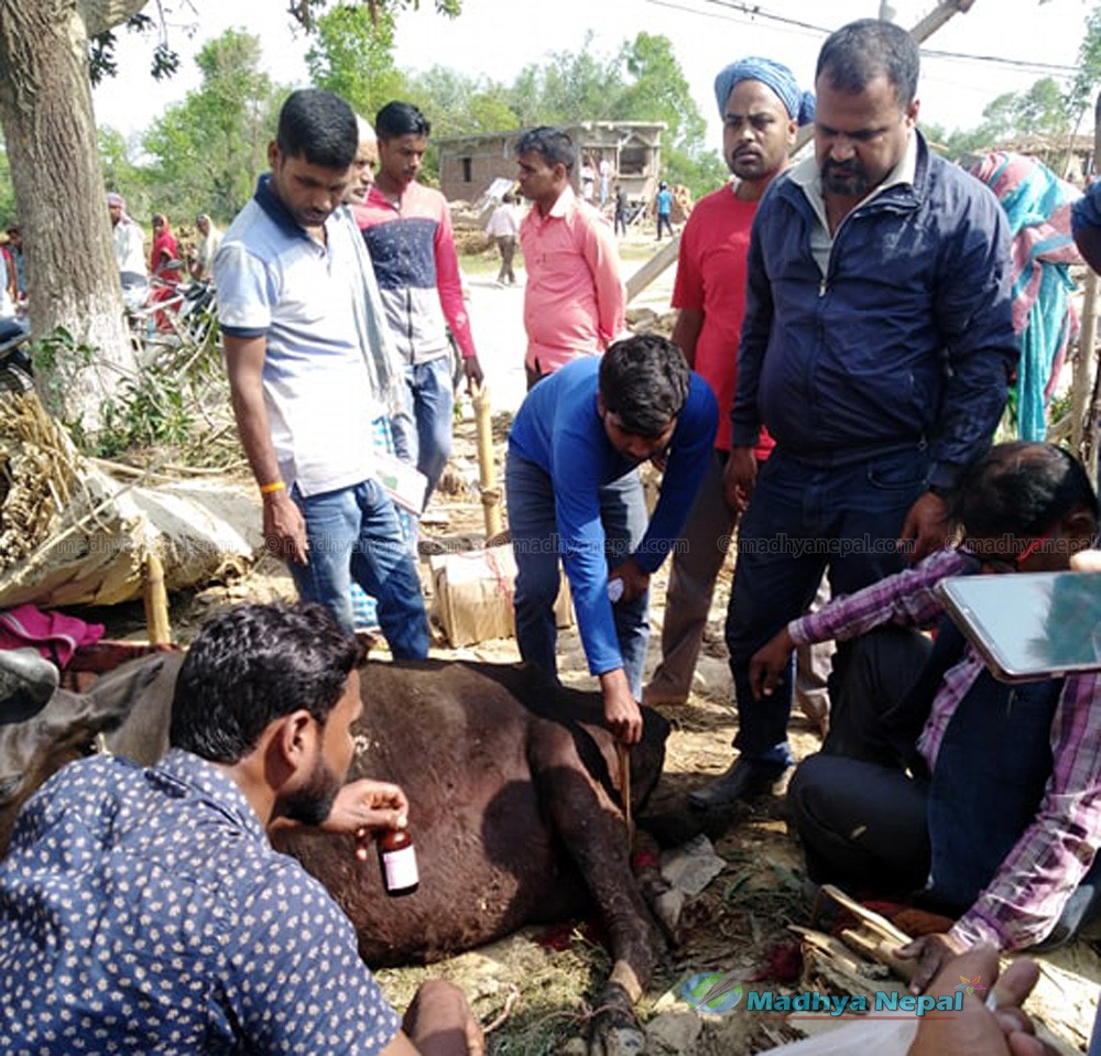 औषधी व्यवसायीले गरे, घाईते पशुपंक्षीको उपचार