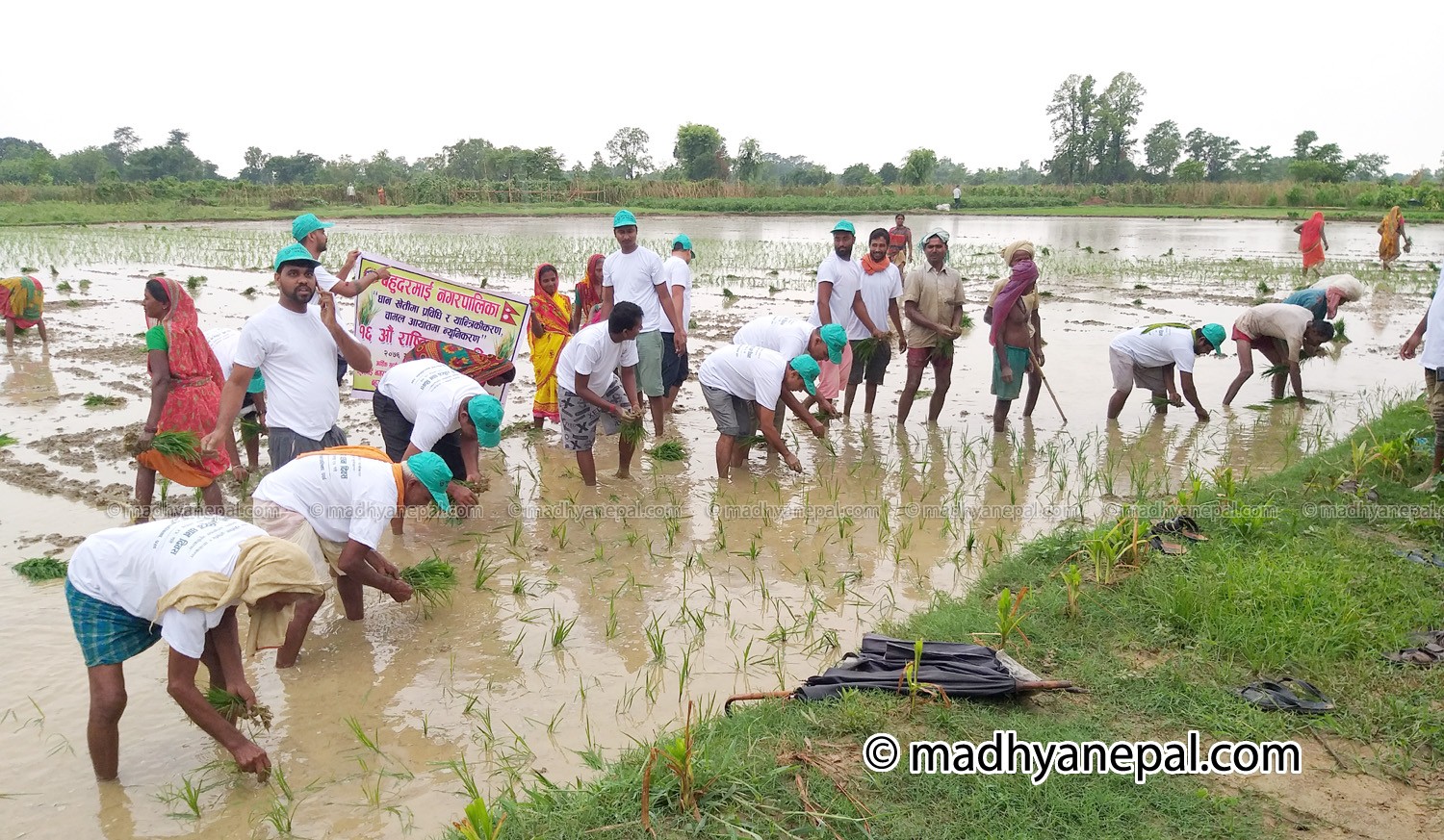 विभिन्न कार्यक्रम गरी धान दिवस मनाईदै