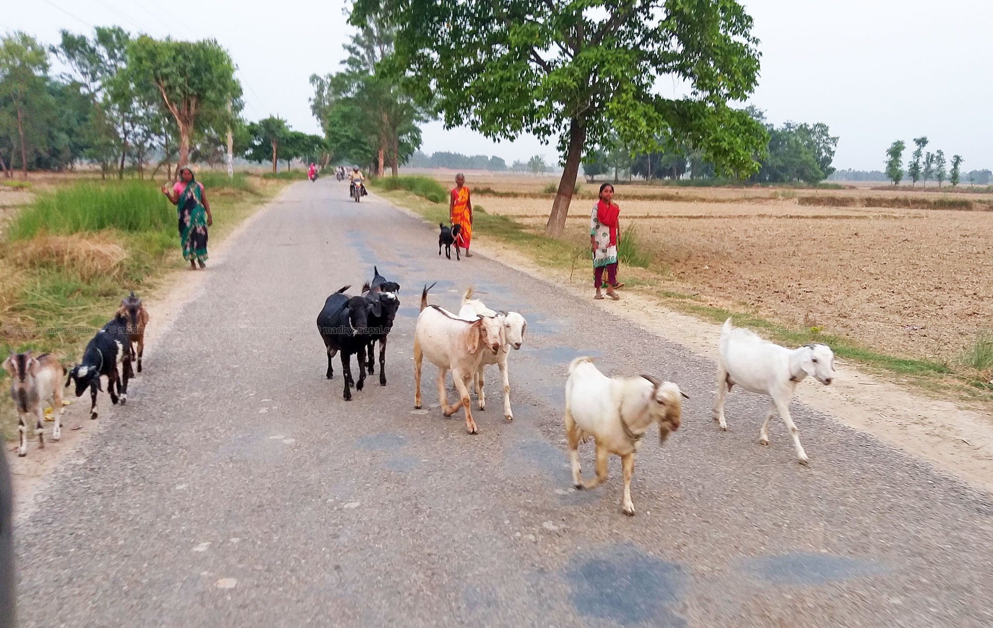 दश महिनामा विदेशबाट ४५ करोडका बाख्रा आयात