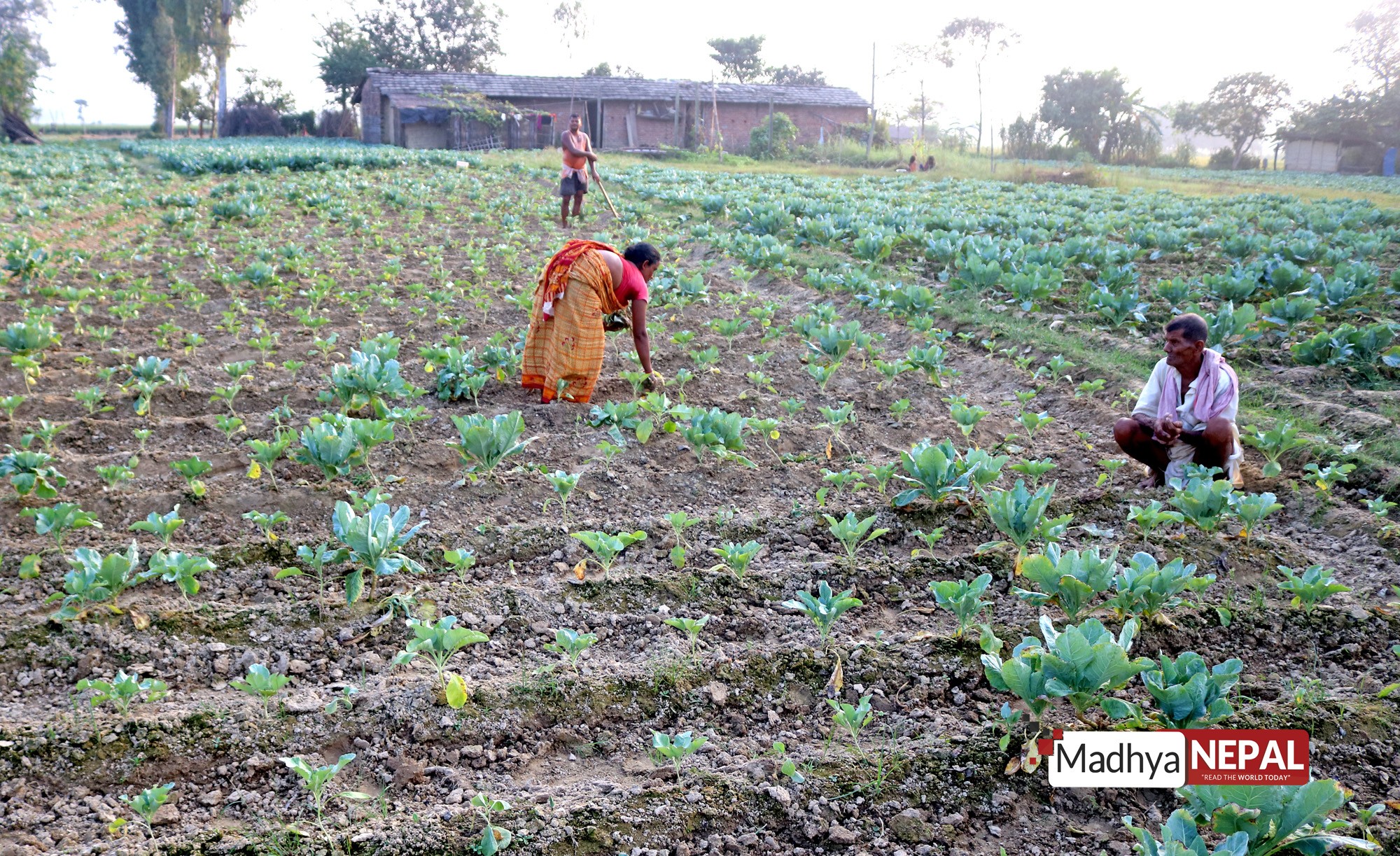 लकडाउनको मारका बाबजुद तग्रिदै कृषक, स्थानीय सरकारको सहयोग विना एक्लो प्रयासले क्षति बेहोर्दै