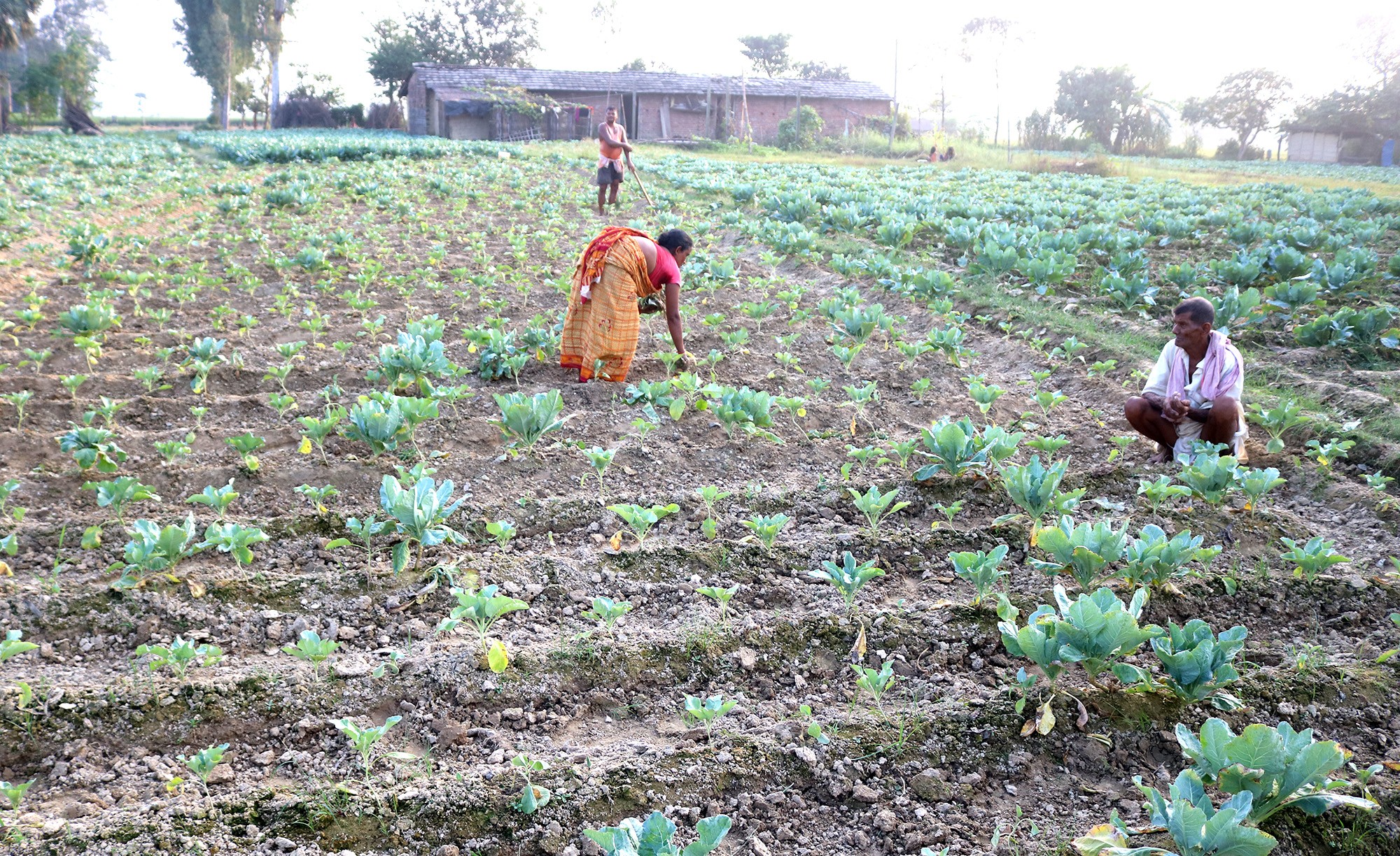 माटोमा अम्लीयपन बढ्दा उत्पादन घट्दो 