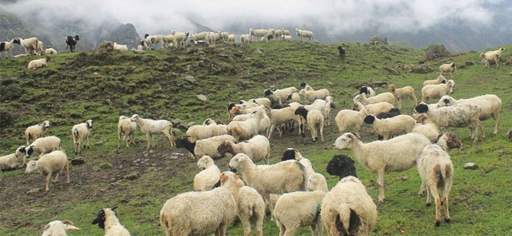 यसवर्ष पनि च्याङ्ग्राको बिक्री नहुने