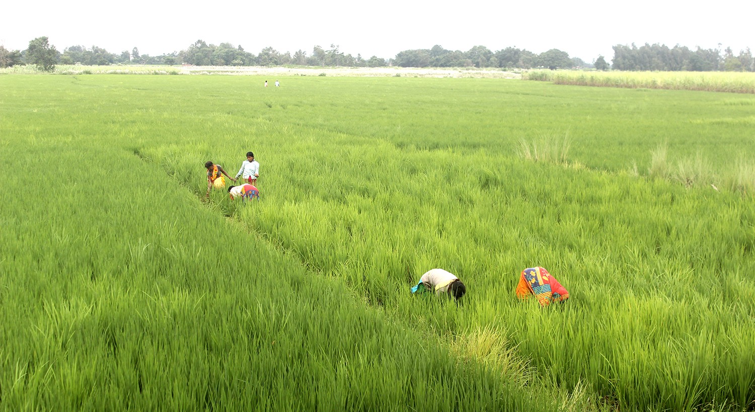 धानबालीका लागि मलखादको हाहाकार, किसान चिन्तित, विचौलिया मालामाल