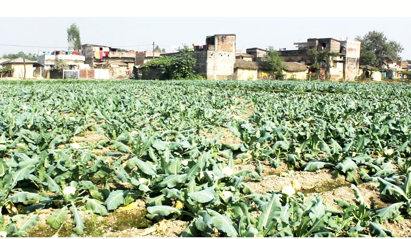 पर्साका किसान तरकारी खेती तर्फ आकर्षित, स्थानीय सरकारको साथ नपाएको गुनासो