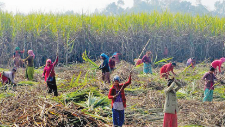 उखुको मूल्य तोक्न ढिलाइ