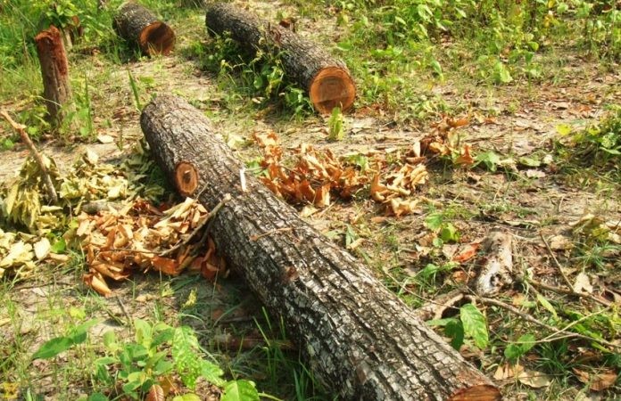 बाह्र लाख मूल्य बराबरको काठ पक्राउ