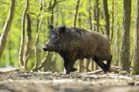 किसानलाई राहत: जंगली बँदेल पुनः एक वर्षका लागि 'कृषि हानिकारक वन्यजन्तु' घोषित