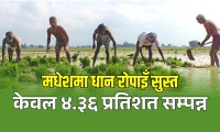 मधेशमा धान रोपाइँ सुस्त, असार १२ सम्म ४.३६ प्रतिशत मात्रै रोपाइँ सम्पन्न
