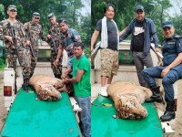 बारामा तीन जनाको ज्यान लिने नरभक्षी बाघ नियन्त्रणमा