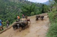 साउन लागिसक्दा पनि देशभर ७२% मात्रै धान रोपाइँ, मधेशमा सबैभन्दा कम