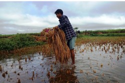बेमौसमी वर्षाले मधेशको धानबालीमा पनि ठूलो क्षति, ८ जिल्लामा ४१६ हेक्टर प्रभावित