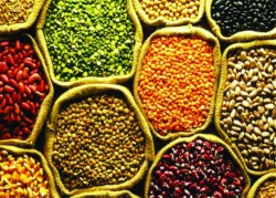 दालको कच्चा पदार्थमा महशुल घटाउन माग