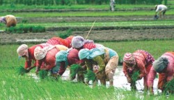 कृषिप्रधान देशमा उपेक्षित कृषक