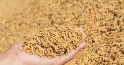 चालू आर्थिक वर्षका लागि वर्षे धानको न्यूनतम समर्थन मूल्य निर्धारण