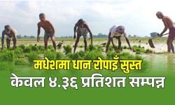 मधेशमा धान रोपाइँ सुस्त, असार १२ सम्म ४.३६ प्रतिशत मात्रै रोपाइँ सम्पन्न