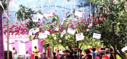 चित्रपुरमा दुईदिने आँप मेला, पर्यटकलाई नि:शुल्क आँप चाखाउने तयारी