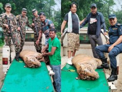 बारामा तीन जनाको ज्यान लिने नरभक्षी बाघ नियन्त्रणमा