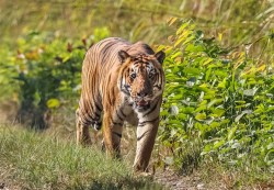 बाघको आक्रमणबाट बारामा वृद्धको मृत्यु