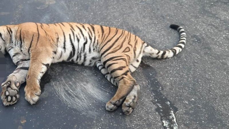हेटौँडा पथलैया सडक खण्डमा गाडीको ठक्करले पोथी बाघको मृत्यु, दिर्घकालिन असर पर्ने विज्ञको भनाई