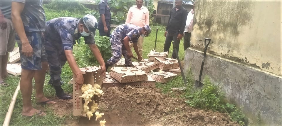 पर्साको बिन्दवासिनीबाट १६ सय अबैध कुखुराको चल्ला बरामद, सशस्त्र प्रहरीले ग¥यो नष्ट