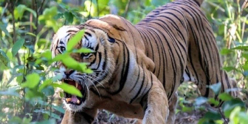 निगुरो टिप्न गएकी युवतीको बाघको आक्रमणबाट मृत्‍यु, बाघ धपाउन पाँच राउण्ड हवाई फायर
