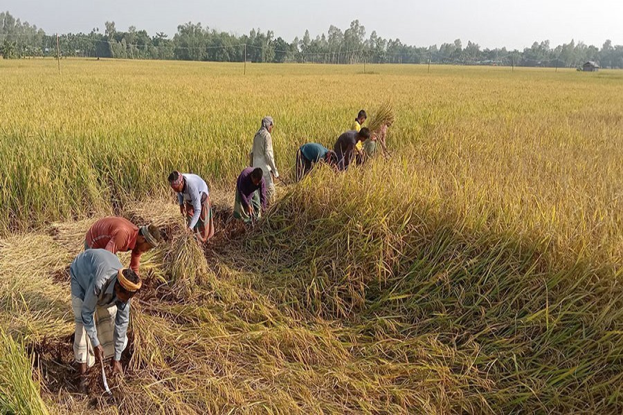 सरकारले धानको मूल्य २२६ तोकेको समर्थन