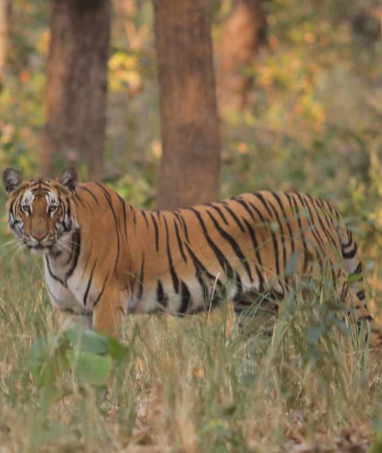 भरतपुर आउने पर्यटकले बाघ देख्न पाउने