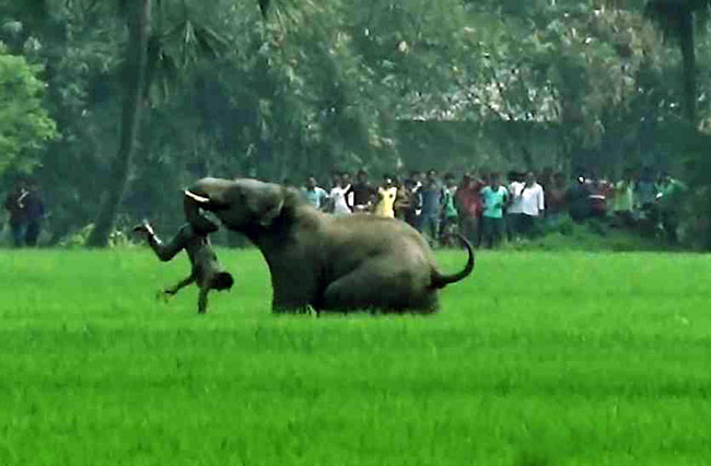 जङ्गली जनावरबाट बालीनाली जोगाउन रातभर जाग्राम बसे स्थानीय