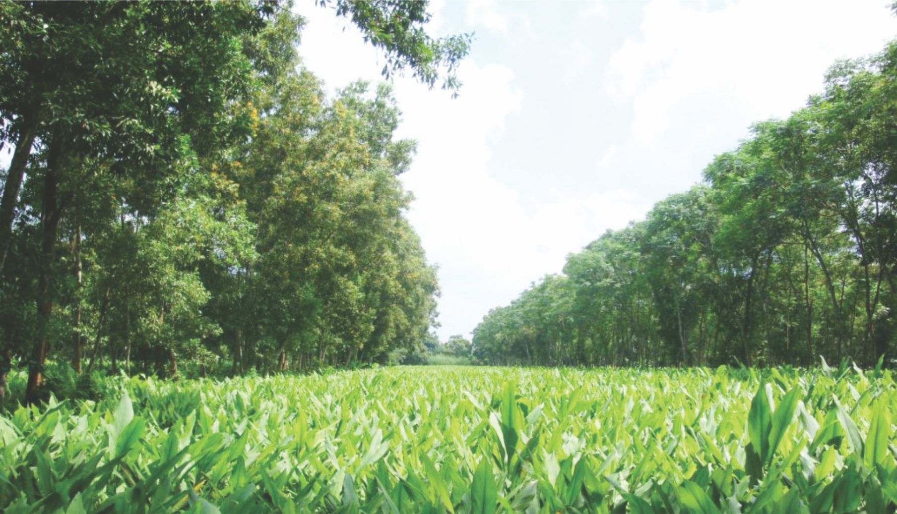 प्रकृतिसँगको सहअस्तित्वः एक्काइसौं शताब्दीको विकास दर्शन