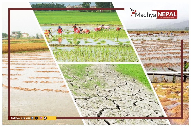 मौसमीचक्र परिवर्तनको कहरमा मधेशको कृषि