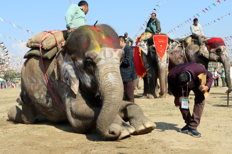 सेल्फीकलीलाई हात्ती सुन्दरीको उपाधि