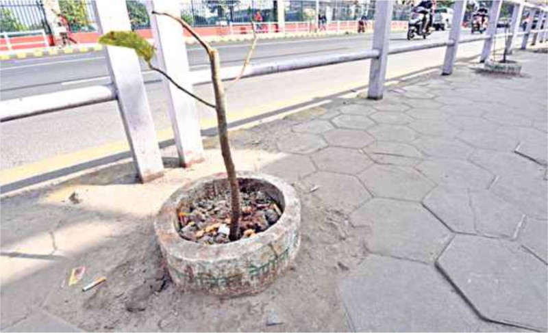 वातावरण दिवसः बिरुवा रोपिन्छ, हुँदैन संरक्षण ! 