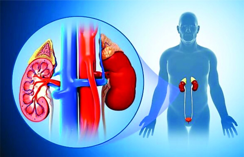 बढ्दो मृगौला रोग र सावधानीका उपाय