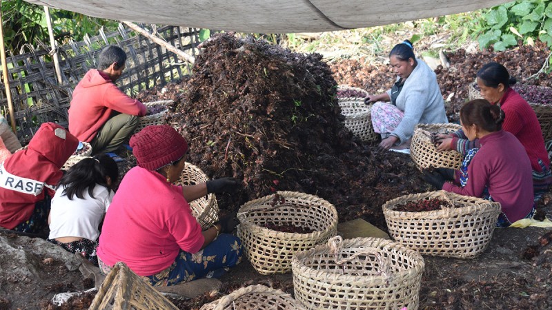 बजारमा देउसी भैलो, गाउँमा अलैँची भित्र्याउने चटारो 