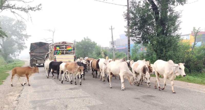 सहरी क्षेत्रमा छाडा पशुको जगजगी