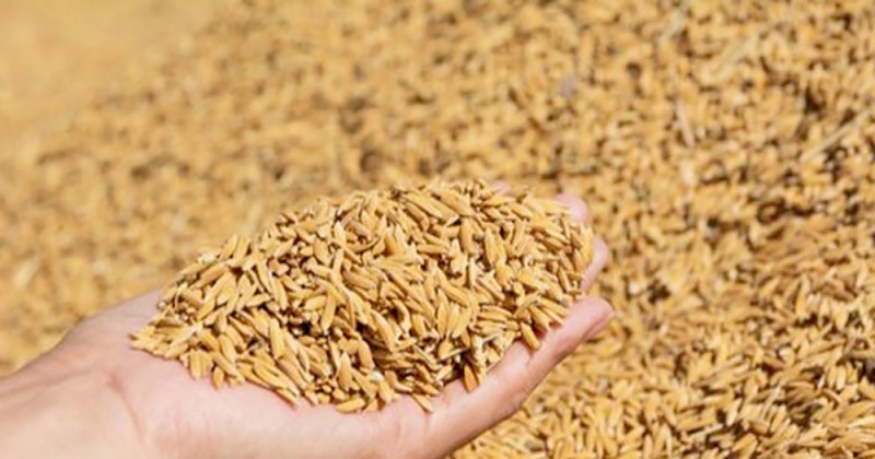 चालू आर्थिक वर्षका लागि वर्षे धानको न्यूनतम समर्थन मूल्य निर्धारण