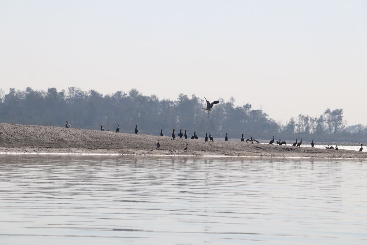 नारायणी नदी क्षेत्रमा ४१ प्रजातिका जलपक्षी भेटिए