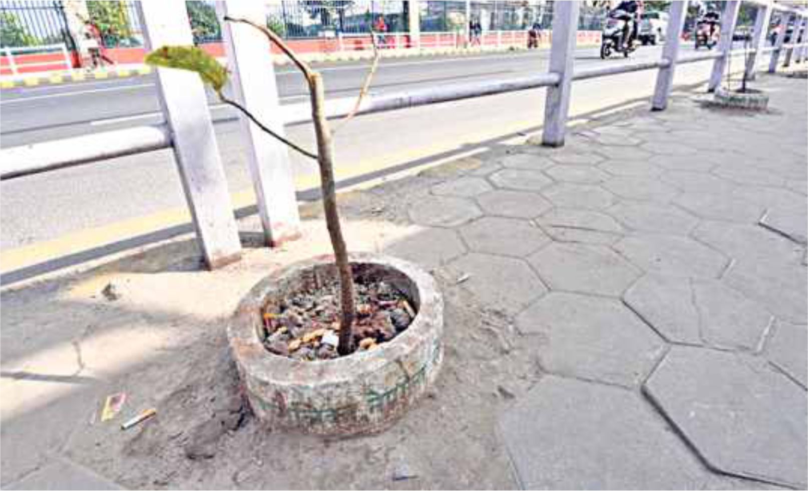 वातावरण दिवसः बिरुवा रोपिन्छ, हुँदैन संरक्षण ! 