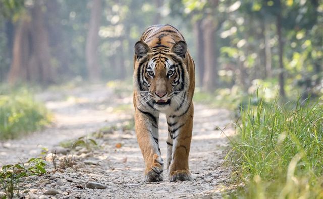 पटेर्वासुगौलीमा बाघको आक्रमणबाट १ जना  घाइते  