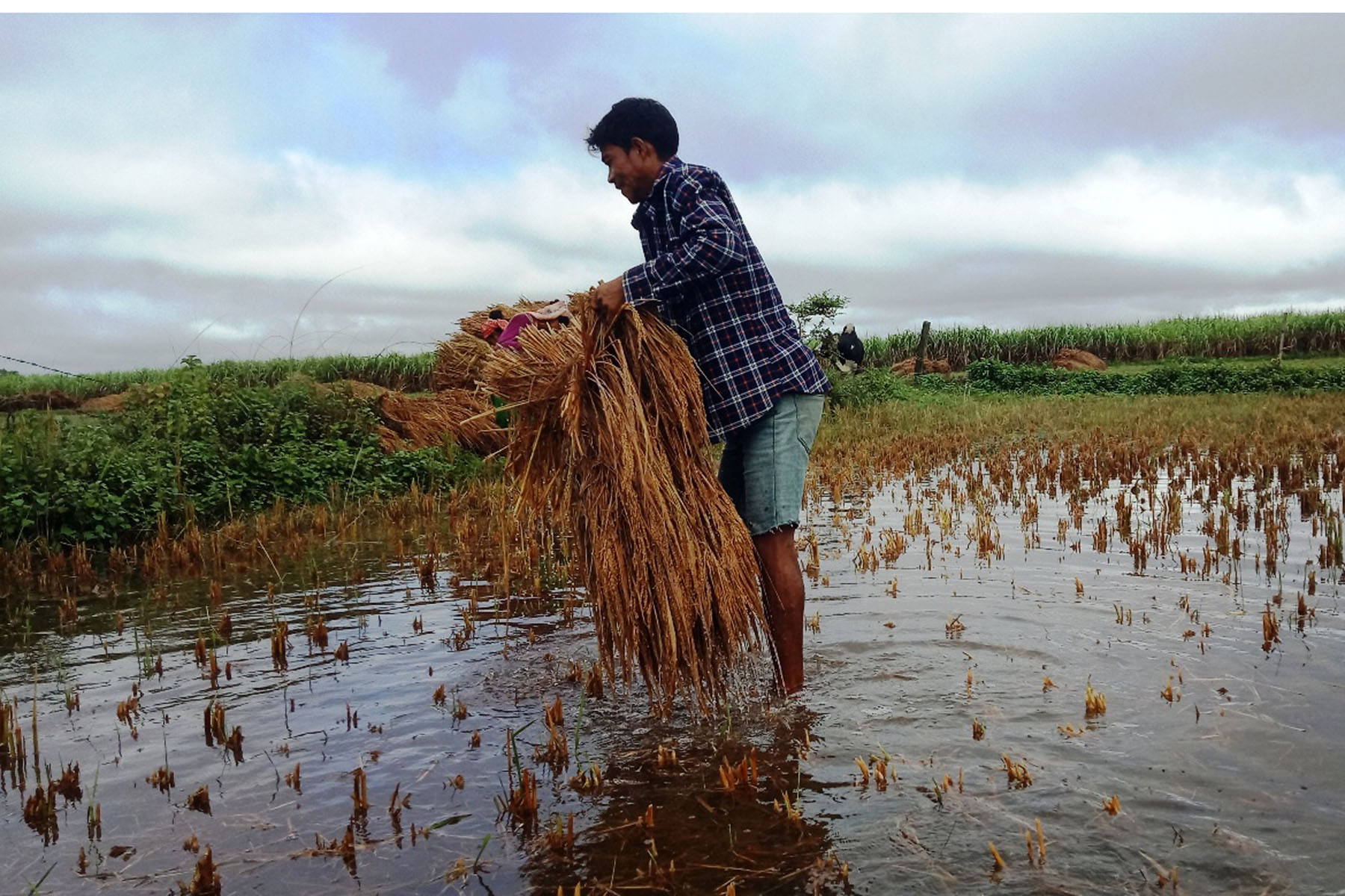 बेमौसमी वर्षाले मधेशको धानबालीमा पनि ठूलो क्षति, ८ जिल्लामा ४१६ हेक्टर प्रभावित