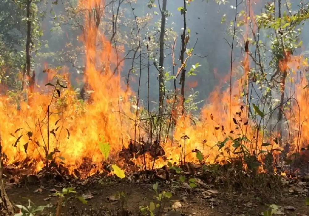 महोत्तरीका वनक्षेत्रमा फेरि डढेलो